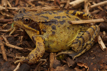 Closeup of a brown frog with black spots sitting on damp ground covered with twigs and leaves in a natural setting.