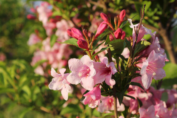 flowering weigela bush in spring

