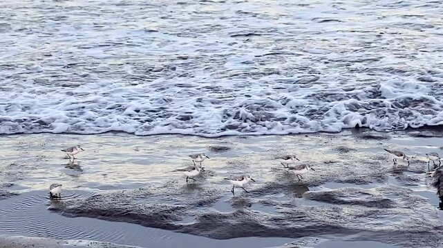 Tiny Semipalmated Sandpiper (Calidris pusilla) birds running on the wet sand of a coast in Tenerife,Canary Islands,Spain,4K