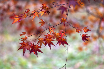red maple leaves autumn leaf