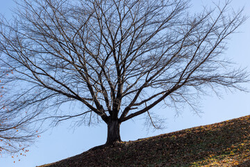lonely tree in the autumn