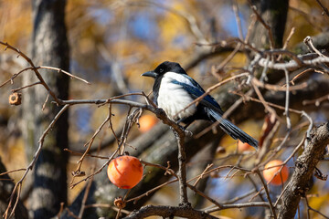 Magpie sitting on a persimmon tree