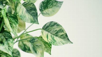 Marble Queen Pothos Leaves  Close Up  Green Foliage