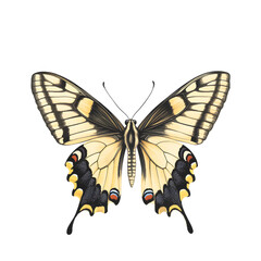 Fototapeta premium Dingy Skipper Butterfly