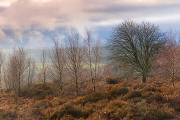 Morning Sunlight shining through trees at Hamsterley Forest, County Durham, England, UK.