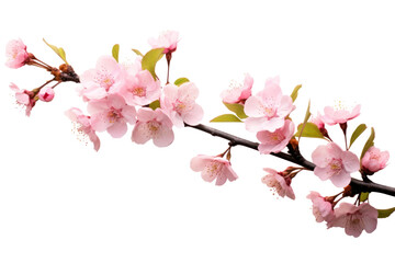 Obraz premium PNG Beautiful pink cherry blossom flowers on a branch blossoms spring cherry blossoms.