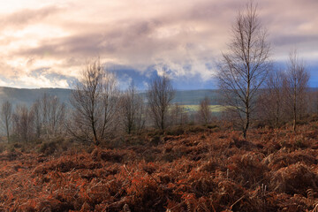Moody sky over Pennine moorland, Hamsterley Forest, County Durham, England, UK.