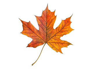 Autumn maple leaf