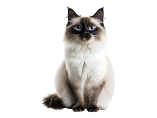 Birman cat