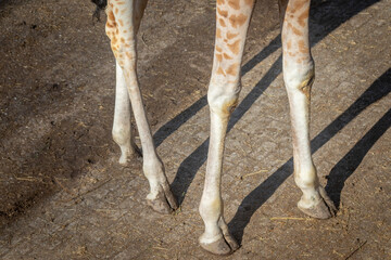giraffe hooves and legs