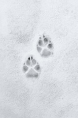 Interesting abstract white background with footprints of a cat or dog paws on the snow.