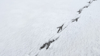 Interesting abstract white background with bird tracks.