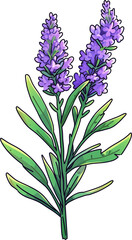 lavender isolated on white background