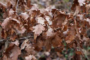 suche liście po zimie