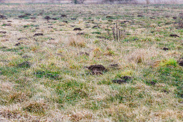 kretowisko na polu po zimie © Michał.S-FOTO