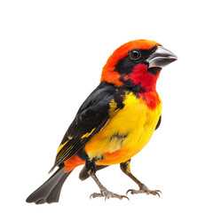 Naklejka premium Tanager with Dazzling Red Orange