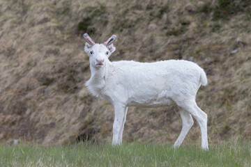 White reindeer