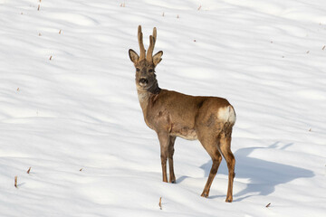 Roe deer in snow © André Sørbø