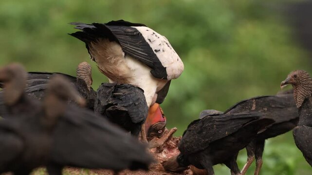 King vulture, Sarcoramphus papa, with carcas and black vultures. Red head bird, forest in the background. Wildlife scene from tropical nature. Condors and dead cow. Animal feeding behaviour.