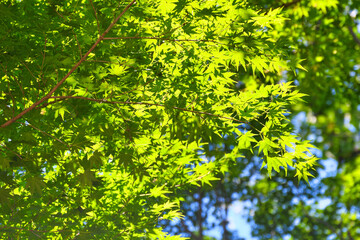 本土寺　美しい青もみじ　背景素材　コピースペースあり（日本千葉県松戸市）　Hondo-ji Temple（Hondoji Temple): Beautiful green maple leaves, background material with copy space (Matsudo City, Chiba Prefecture, Japan)