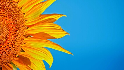 Obraz premium Sunflowers in a field close-up, agriculture, harvest, bright, beautiful, summer, spring, nature, village, Ukraine, yellow 