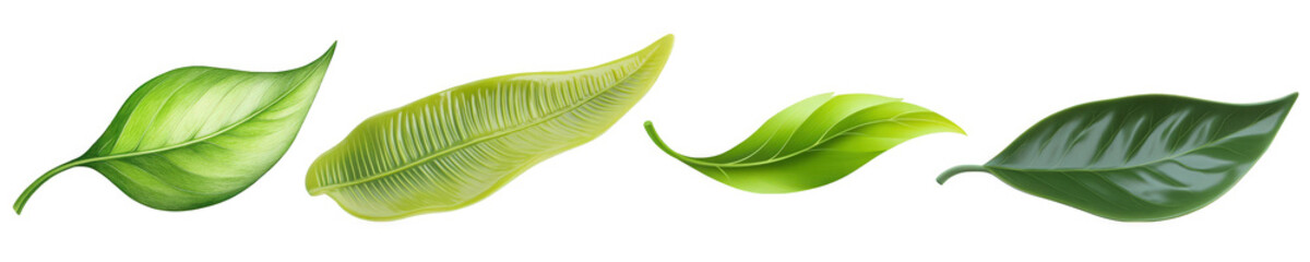 Obraz premium A Beautiful Collection of Various Green Leaves Isolated on a white background