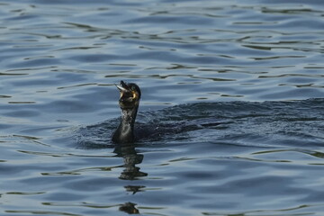 cormorant in a sea