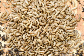 Black Soldier Fly Larvae (Hermetia illucens) or maggots are animals that are able to decompose organic waste, and are also commonly used as protein-rich animal feed.
