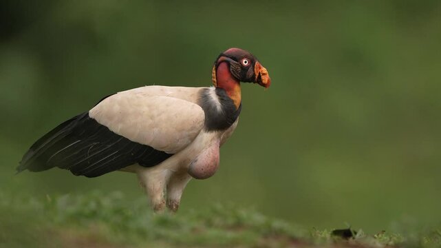 King vulture, Sarcoramphus papa, with carcas and black vultures. Red head bird, forest in the background. Wildlife scene from tropical nature. Condors and dead cow. Animal feeding behaviour.
