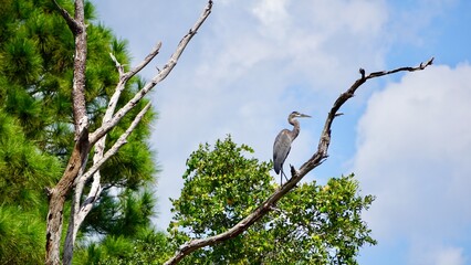 Large grey Heron on a tree branch in the Florida everglades 