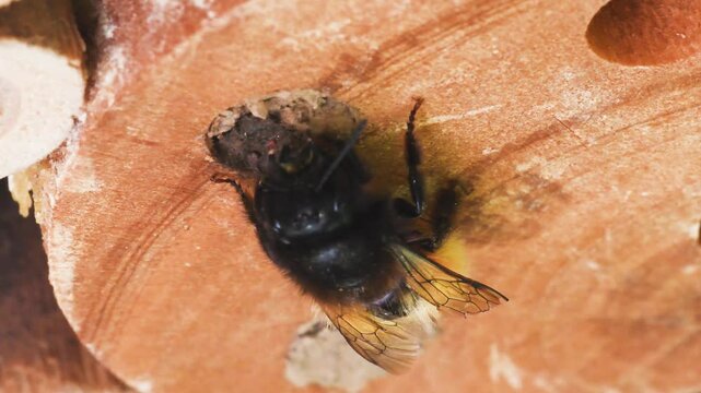 mining bee,  Osmia sp.  artificial nest, Artificial nests,  Osmia ,insects,  family Megachilidae, artificial