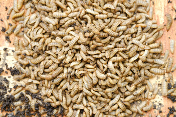 Black Soldier Fly Larvae (Hermetia illucens) or maggots are animals that are able to decompose organic waste, and are also commonly used as protein-rich animal feed.