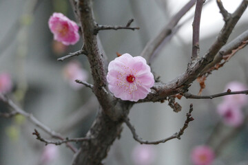 Close-up of a pink plum blossom on a tree branch in spring