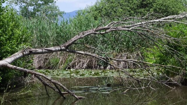 pond and vegetation in swamp , palude Brabbia, Italy