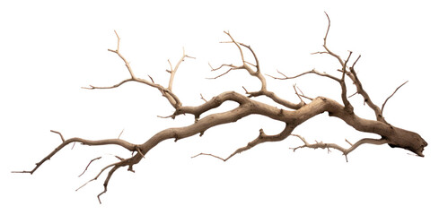 Fototapeta premium PNG A Dry branch tree driftwood nature plant.