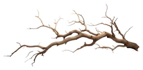 PNG A Dry branch tree driftwood nature plant.
