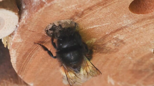 mining bee,  Osmia sp.  artificial nest, Artificial nests,  Osmia ,insects,  family Megachilidae, artificial