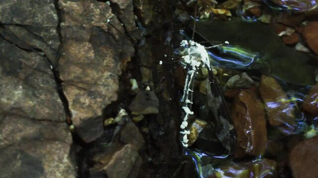 Fungus killed crane fly, Tipula sp, crane fly is attacked by fungus