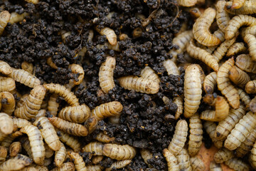 Black Soldier Fly Larvae (Hermetia illucens) or maggots are animals that are able to decompose...