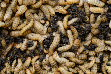 Black Soldier Fly Larvae (Hermetia illucens) or maggots are animals that are able to decompose...