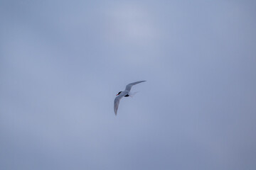 Antarctic tern (Sterna vittata) flying in the sky. Antarctica.