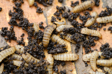 Black Soldier Fly Larvae (Hermetia illucens) or maggots are animals that are able to decompose...