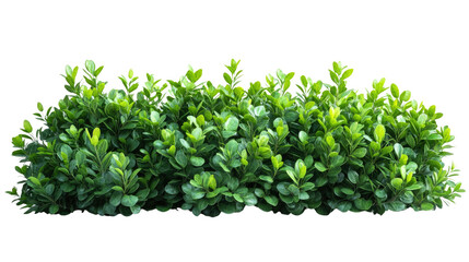Obraz premium Lush Greenery: A vibrant, healthy green bush thrives, its leaves lush and full, showcasing nature's beauty. 
