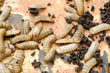 Black Soldier Fly Larvae (Hermetia illucens) or maggots are animals that are able to decompose organic waste, and are also commonly used as protein-rich animal feed.