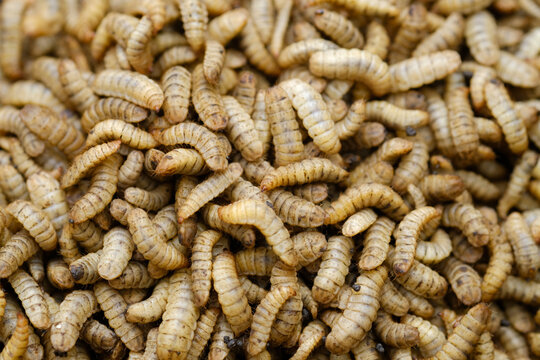 Black Soldier Fly Larvae (Hermetia illucens) or maggots are animals that are able to decompose organic waste, and are also commonly used as protein-rich animal feed.