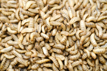 Black Soldier Fly Larvae (Hermetia illucens) or maggots are animals that are able to decompose...