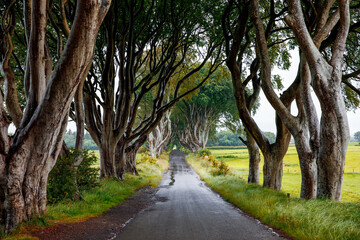 Fototapeta premium Spectacular Dark Hedges in County Antrim, Northern Ireland on cloudy foggy day. Avenue of beech trees along Bregagh Road between Armoy and Stranocum. Empty road without tourists