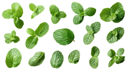 Fresh Mint Leaves: An overhead view captures a collection of vibrant green mint leaves, each showcasing its unique texture and form.