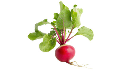 Fresh radish with vibrant green leaves on transparent background