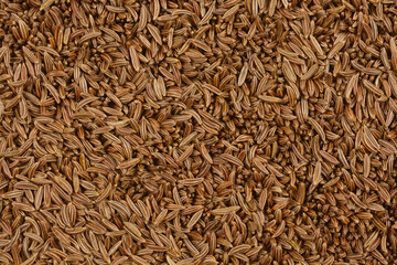 A close-up, top-down shot of a dense spread of caraway seeds, showcasing their elongated shape and dark brown color